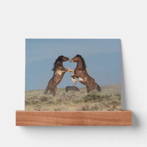 Wild Horse Stallions Fighting Picture Ledge