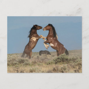 Wild Horse Stallions Fighting Postcard