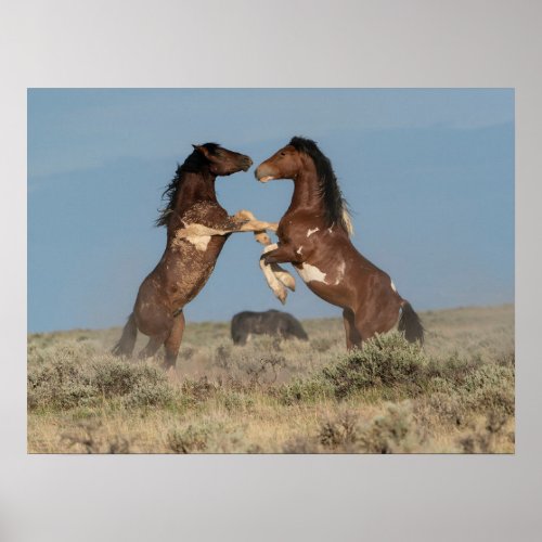 Wild Horse Stallions Fighting Poster