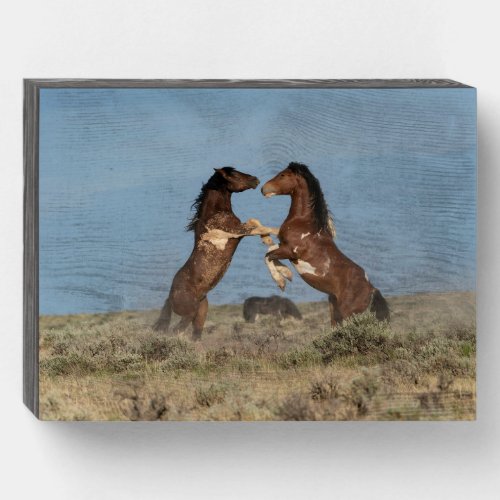 Wild Horse Stallions Fighting Wooden Box Sign