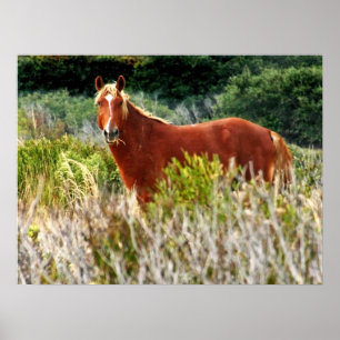 Wild Horse Staredown Poster
