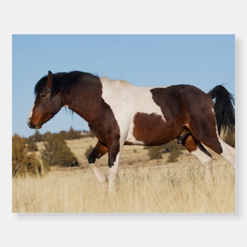 Wild Horse Steens Mountains Foam Board