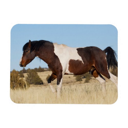 Wild Horse Steens Mountains Magnet