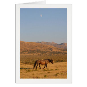Wild Horse walking home from water hole with moon Cards