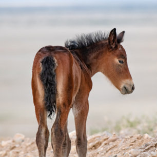 Wild Horse Watch