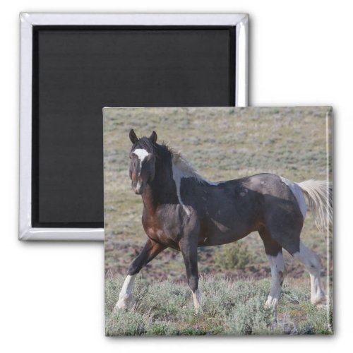 Wild Horses After a Dust Bath Magnet