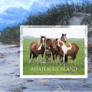 Wild Horses, Assateaue Island National Seashore,  Postcard
