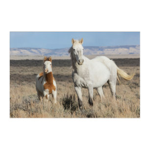 Wild Horses at Home in the Sandwash Basin Acrylic Print