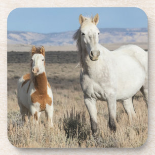 Wild Horses at Home in the Sandwash Basin Beverage Coaster