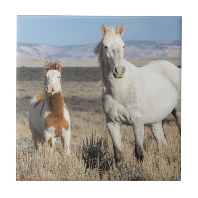 Wild Horses at Home in the Sandwash Basin Ceramic Tile (Front)