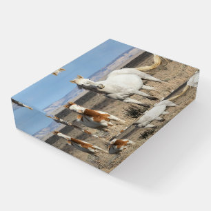 Wild Horses at Home in the Sandwash Basin Paperweight