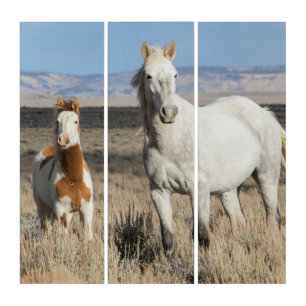 Wild Horses at Home in the Sandwash Basin Triptych
