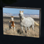 Wild Horses at Home in the Sandwash Basin Wooden Box Sign<br><div class="desc">Wild Horses,  mare and foal at home in the Sandwash Basin</div>