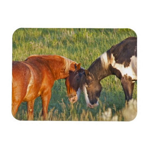 Wild Horses at Theodore Roosevelt National Park Magnet