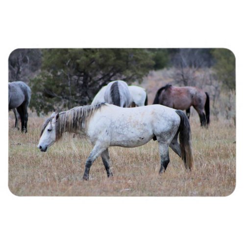 Wild Horses at Theodore Roosevelt National Park Magnet
