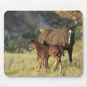 Wild Horses at Theodore Roosevelt National Park Mouse Pad