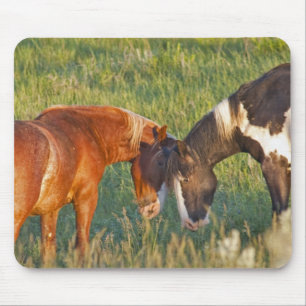 Wild Horses at Theodore Roosevelt National Park Mouse Pad