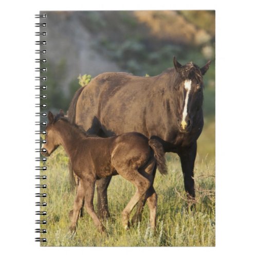 Wild Horses at Theodore Roosevelt National Park Notebook