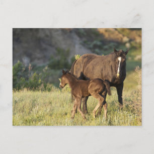 Wild Horses at Theodore Roosevelt National Park Postcard