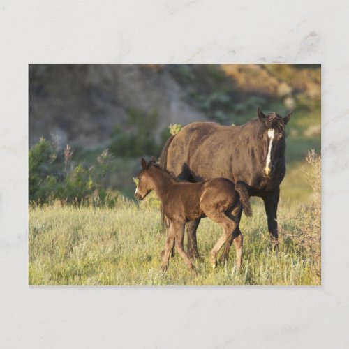 Wild Horses at Theodore Roosevelt National Park Postcard
