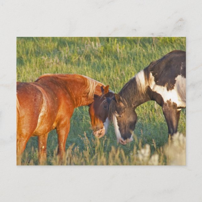Wild Horses at Theodore Roosevelt National Park Postcard (Front)