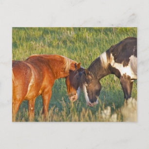 Wild Horses at Theodore Roosevelt National Park Postcard