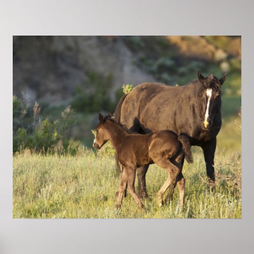 Wild Horses at Theodore Roosevelt National Park Poster