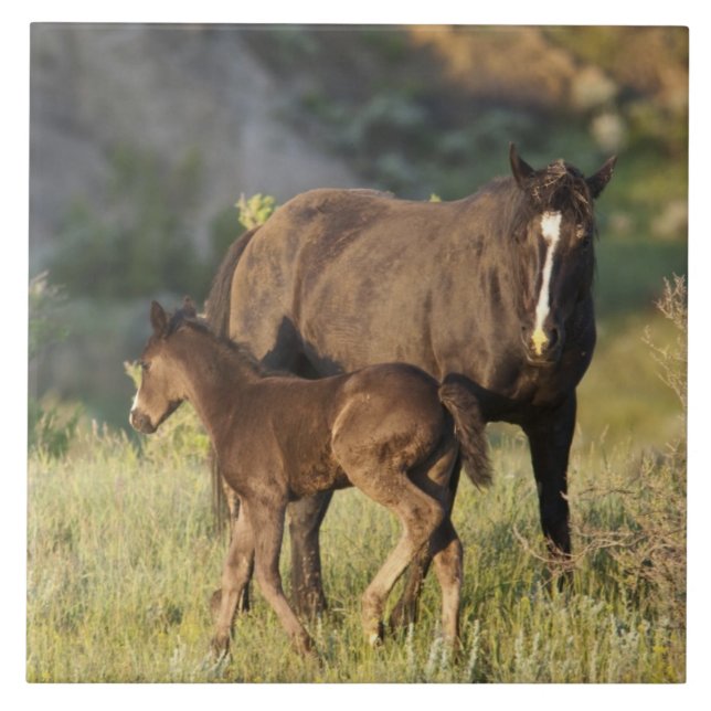 Wild Horses at Theodore Roosevelt National Park Tile (Front)