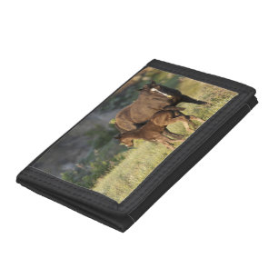 Wild Horses at Theodore Roosevelt National Park Trifold Wallet