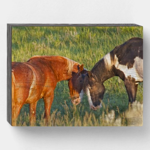 Wild Horses at Theodore Roosevelt National Park Wooden Box Sign