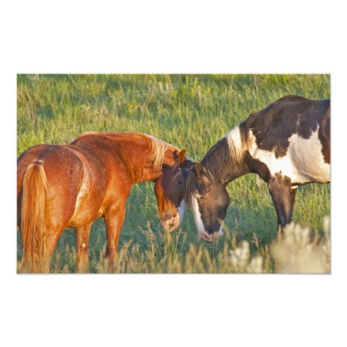 Wild Horses at Theodore Roosevelt National Photo Print