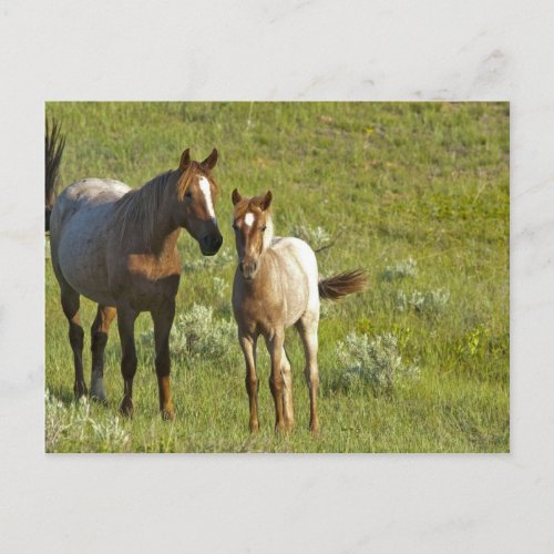 Wild Horses at Theodore Roosevelt National Postcard