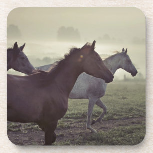 Wild horses beverage coaster