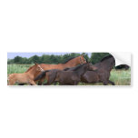 Wild Horses Bumper Sticker