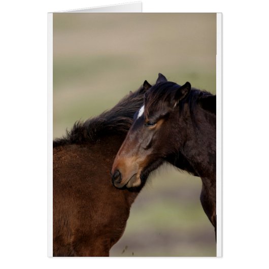 Wild horses cards (Front)