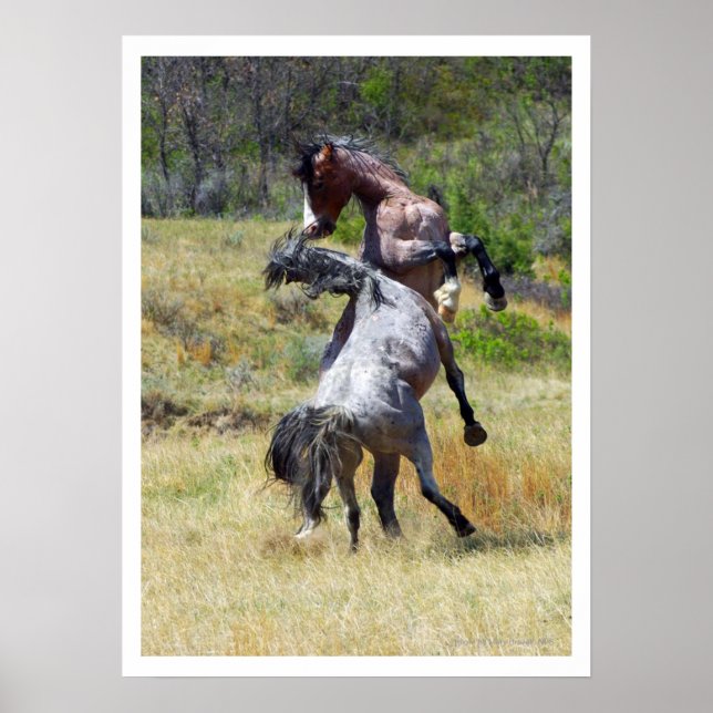 Wild Horses Fighting Theodore Roosevelt NP Poster (Front)