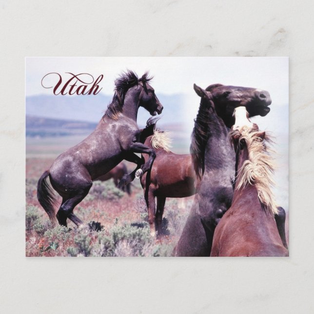 Wild horses fighting, Utah Postcard (Front)