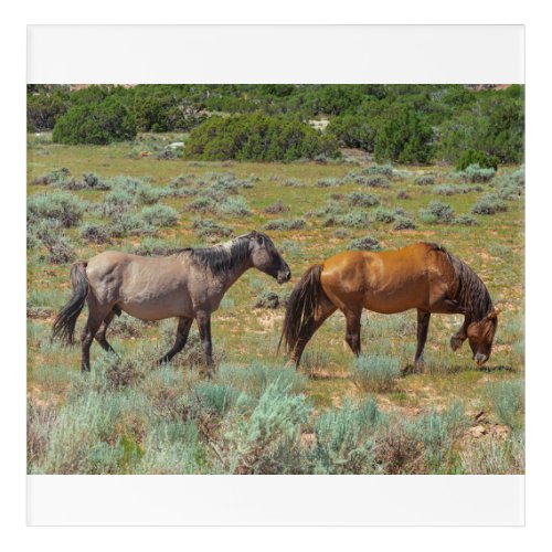 Wild horses grazing acrylic print