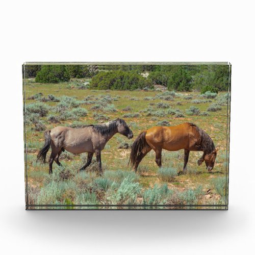 Wild horses grazing photo block