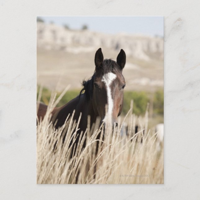 Wild horses in South Dakota Postcard (Front)