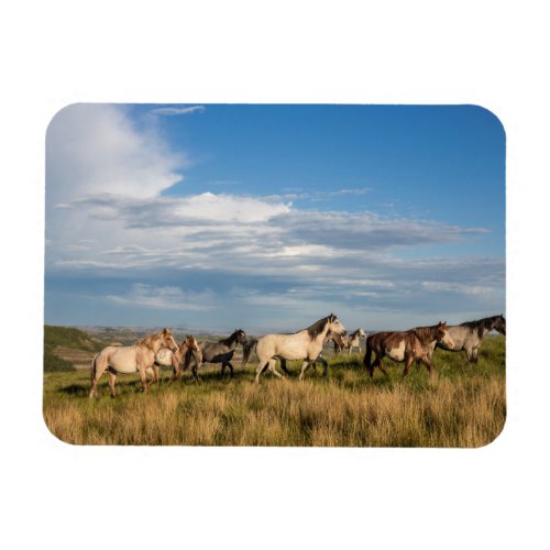 Wild Horses in Theodore Roosevelt National Park Magnet