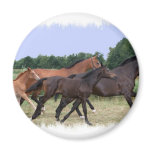 Wild Horses Magnet