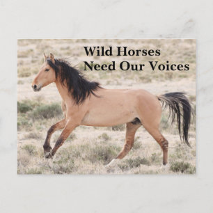 Wild Horses Need Our Voices Postcard