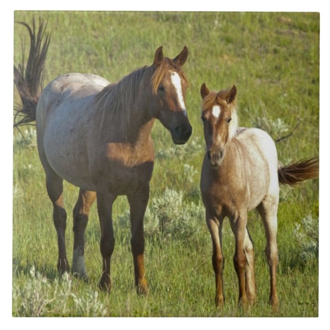 Wild Horses North Dakota Ceramic Tile (Front)