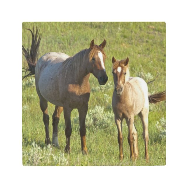 Wild Horses North Dakota Metal Print (Front)
