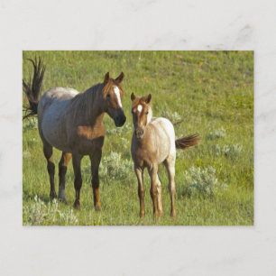 Wild Horses North Dakota Postcard
