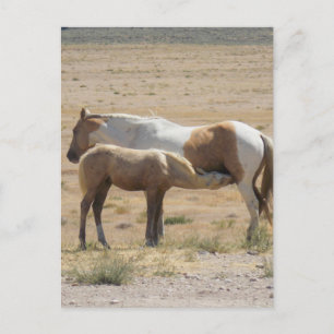 Wild Horses Nursing Without Text Postcard