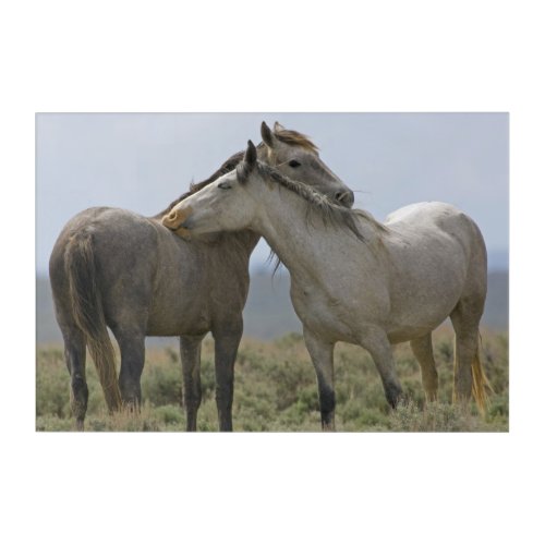 Wild Horses Nuzzling Acrylic Print
