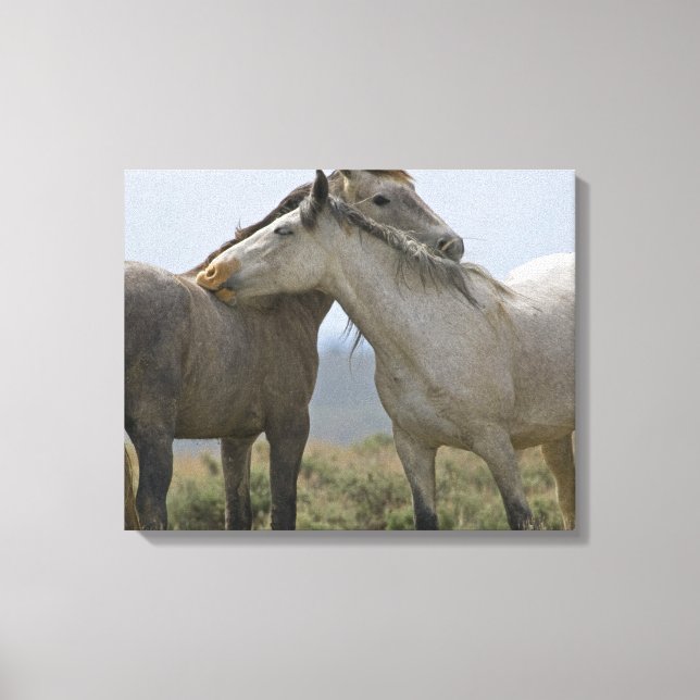 Wild Horses Nuzzling Canvas Print (Front)