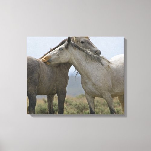 Wild Horses Nuzzling Canvas Print